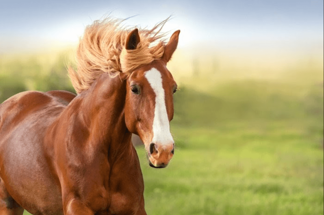Ý nghĩa của ngựa