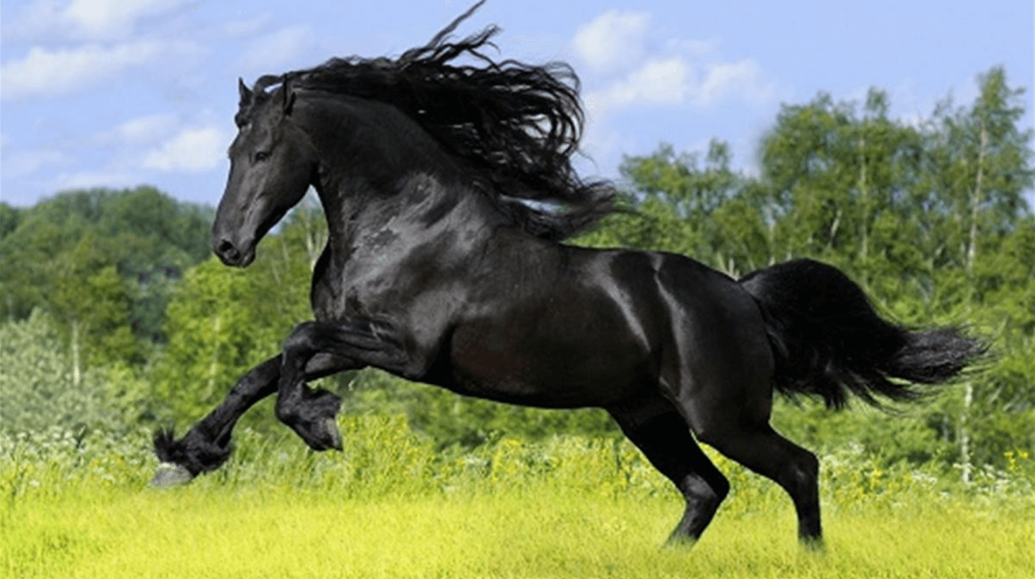 Mơ thấy ngựa đen