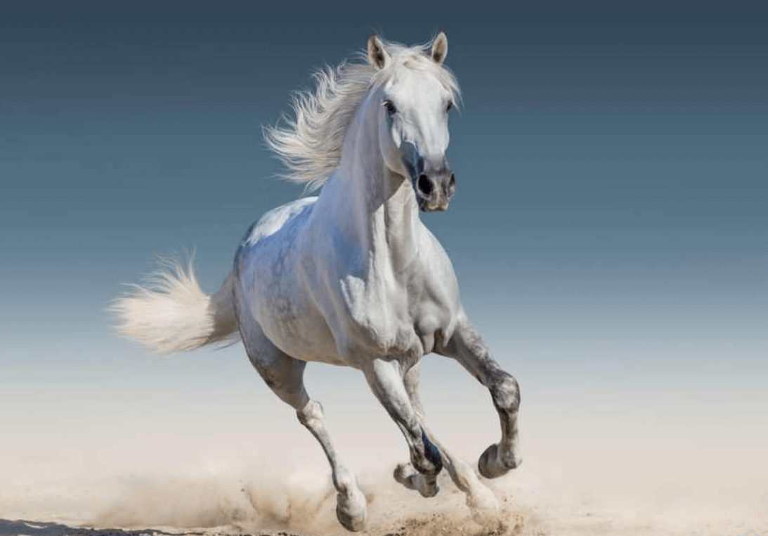 Giải nghĩa giấc mơ mơ thấy ngựa