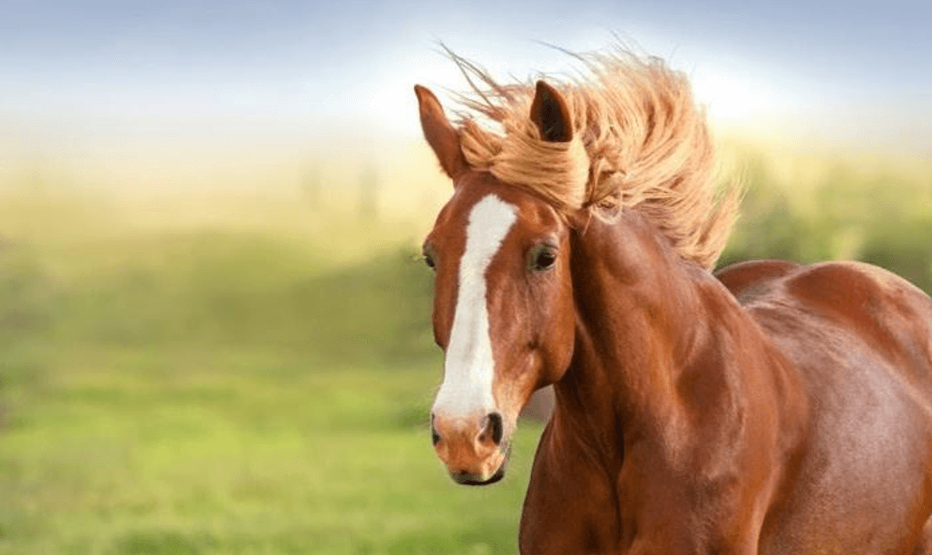 Mơ thấy ngựa nên chọn số nào?